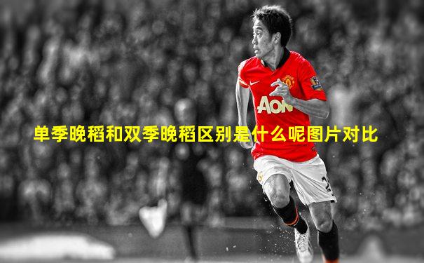 单季晚稻和双季晚稻区别是什么呢图片对比