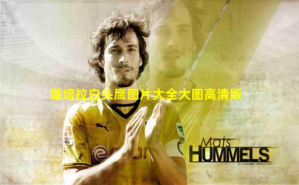 堪培拉白头鹰图片大全大图高清版